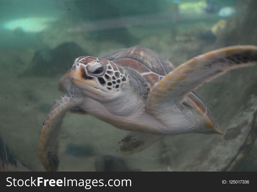 Sea Turtle, Turtle, Ecosystem, Loggerhead