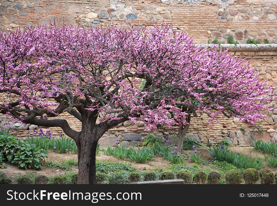 Plant, Flower, Purple, Blossom