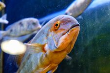 Free Exotic Tropical Fish Closeup Swimming Underwater Royalty Free Stock Photos - 125024038
