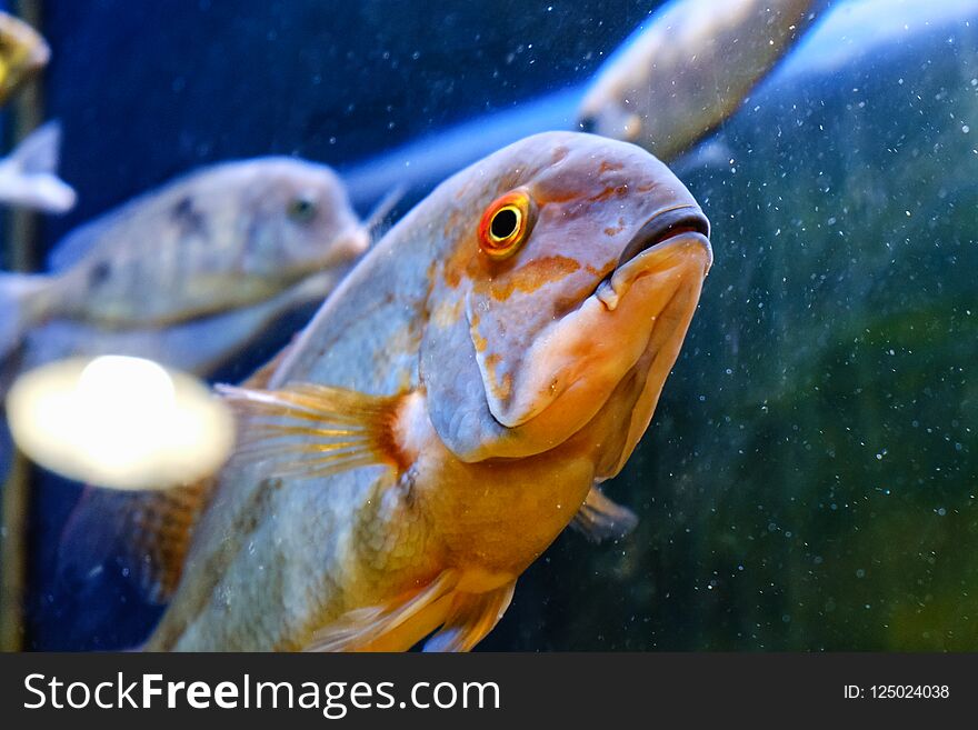 Exotic tropical fish closeup swimming underwater