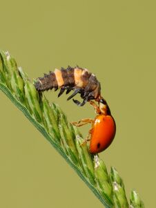 The Two Bugs Are Mating On The Plant Royalty Free Stock Photos