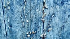 Dry Plant Leaves On An Old Wood Background Stock Image