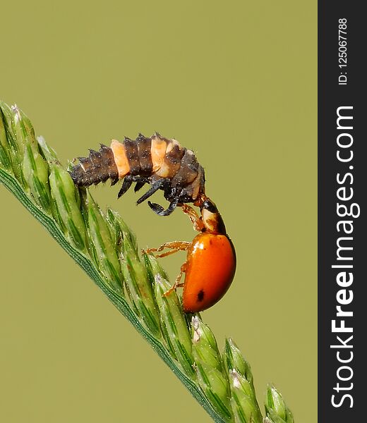 The two bugs are mating on the plant