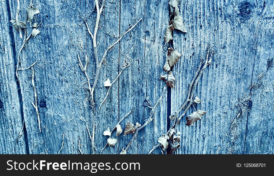 dry plant leaves on an old wood background