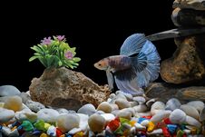 Fighting Fish, Siamese Fish, In A Fish Tank Decorated With Pebbles And Trees, Black Background Stock Photos Fighting Fish, Siamese Fish, In A Fish Tank Decorated With Pebbles And Trees, Black Background Stock Photos