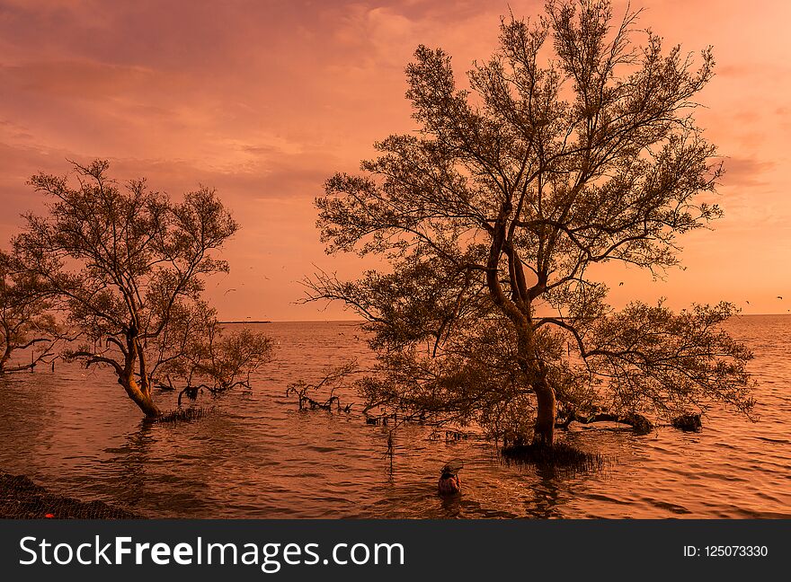 Sunrise / sun set asian fisherman work on mangrove forest