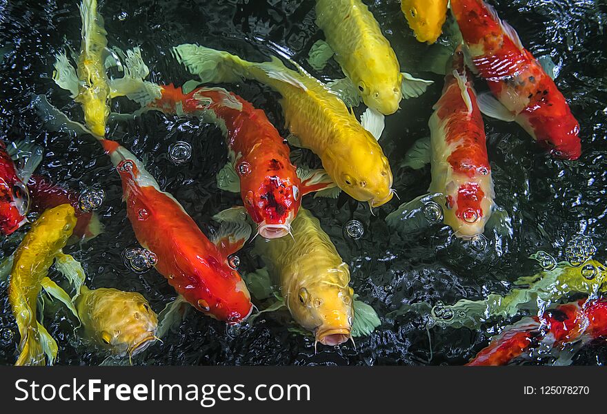 Feed food the fancy carp in aquarium