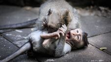 Two Younf Monkeys Playing On The Ground Stock Image