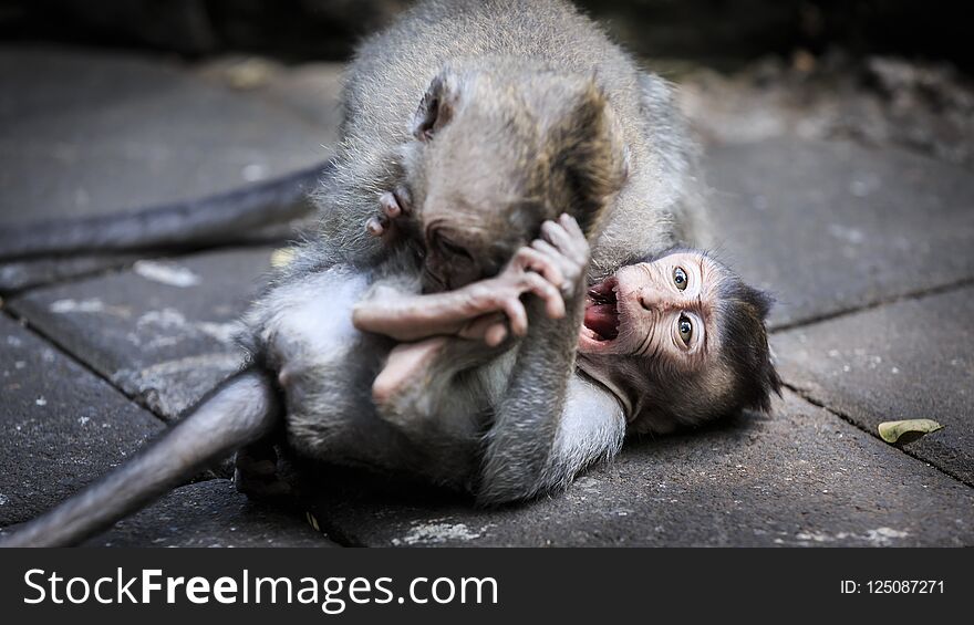 Two younf monkeys playing on the ground at Ubud Monkey Forest Bali