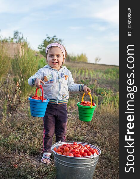 Charming little girl picking up fresh ripe organic tomatoes in a warm summer evening