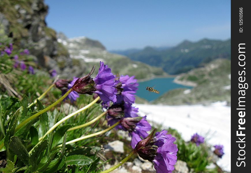 Bee and flowers against mountain landscape in Alps