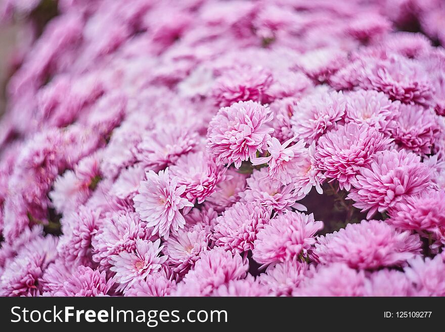 Autumn varicoloured chrysanthemum flower bad striped background, blossom, flowerbed, plant, beautiful, color, decoration, gardening, nature, orange, ornamental, outdoors, season, yellow, fall, magenta, motley, multicolored, pink, purple, varicolored, variegated, violet, bright, mums, vibrant, small, bloom, blooming, colorful, cultivar, cultivated, daisy, fresh, natural, park, seasonal, beauty, bouquet, closeup, flora, floral, head