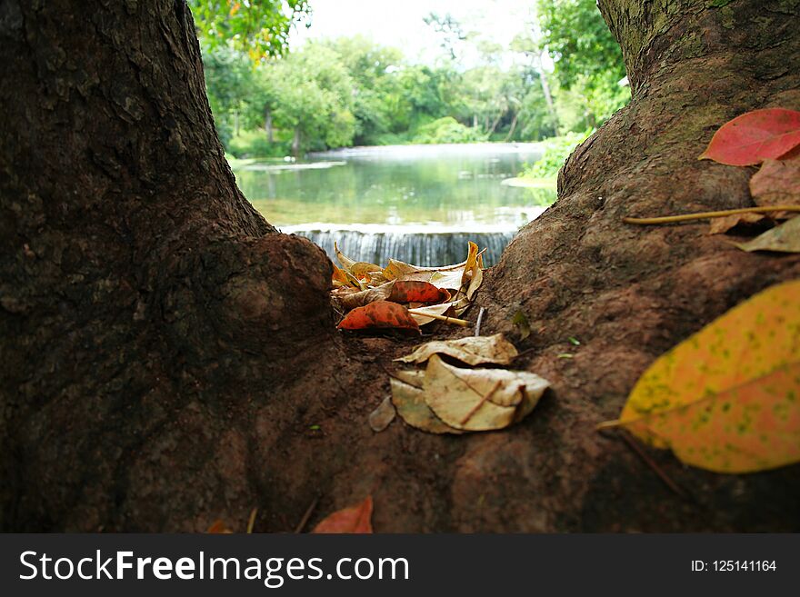 Tree in the forest and waterfall background scene. Tree in the forest and waterfall background scene.