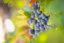 Vineyard With Lush, Ripe Wine Grapes On The Vine Ready For Harvest Royalty Free Stock Image