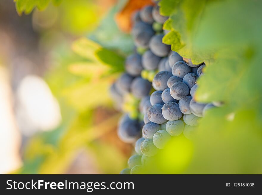 Vineyard with Lush, Ripe Wine Grapes on the Vine Ready for Harvest.