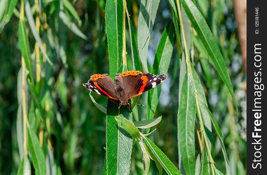 Admiral butterfly on a background of green willow leaves