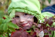 Smiling Little Girl Hiding Behind Leaves Royalty Free Stock Image Smiling Little Girl Hiding Behind Leaves Royalty Free Stock Image