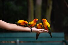 Parrots Are Eating Food On Human Hand. Royalty Free Stock Photos Parrots Are Eating Food On Human Hand. Royalty Free Stock Photos