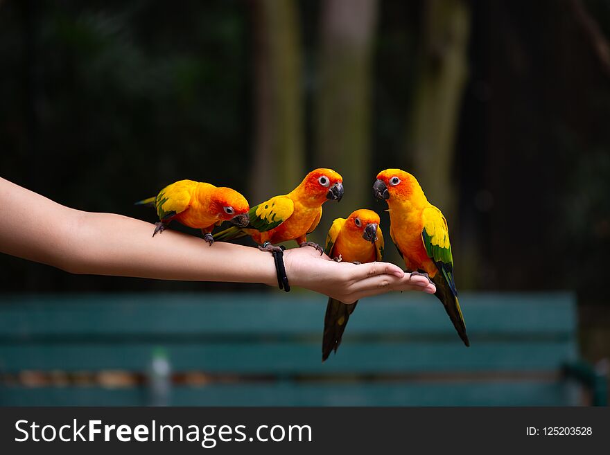 Beautiful group of Sun conure parrots are eating food on human hand. Space for text.