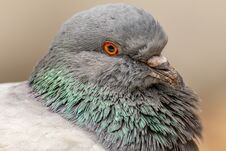Domestic Pigeon, Columba Livia Domestica Royalty Free Stock Images