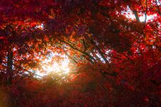 Red Autumn Leaves With Sun Shining Through Trees Royalty Free Stock Photos