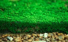 Free Green Mosses Growing Up On The Ground In The Garden At Local Park. Royalty Free Stock Photo - 125284665
