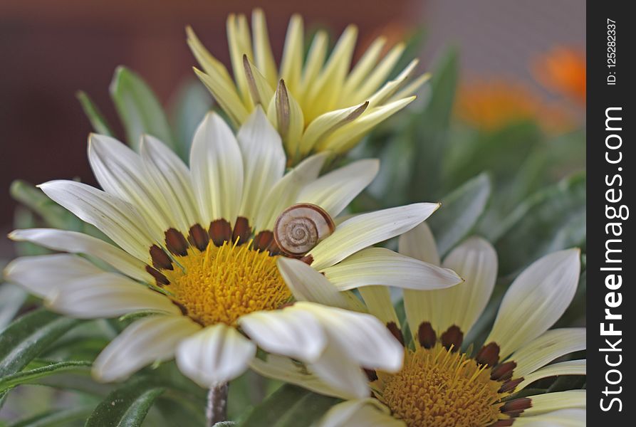Close up of three Gazania flowers, white with yellow color and little cute snail on petal. Close up of three Gazania flowers, white with yellow color and little cute snail on petal