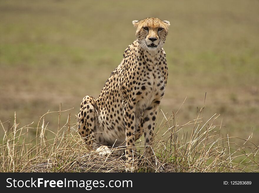 Cheetah sitting in wait on a small hill