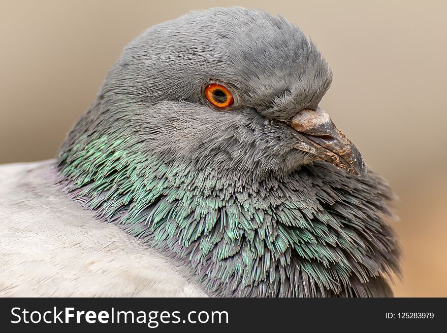 Domestic pigeon, Columba livia domestica