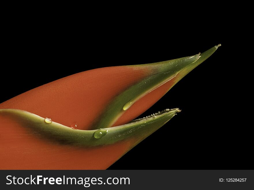 Gorgeous Heliconia Flower With Water Drops