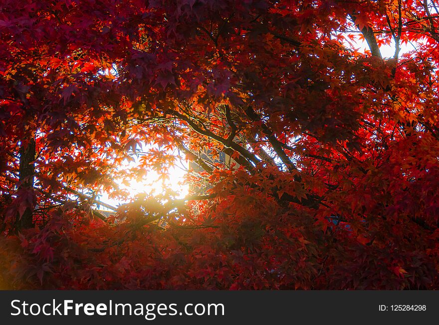 Red autumn leaves with sun shining through trees