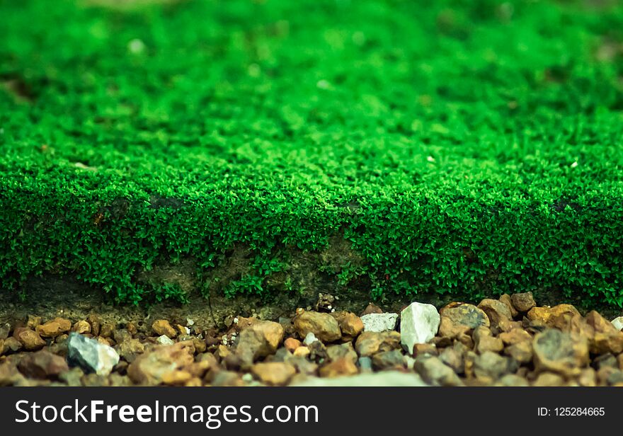 Green Mosses growing up on the ground in the garden at local park.