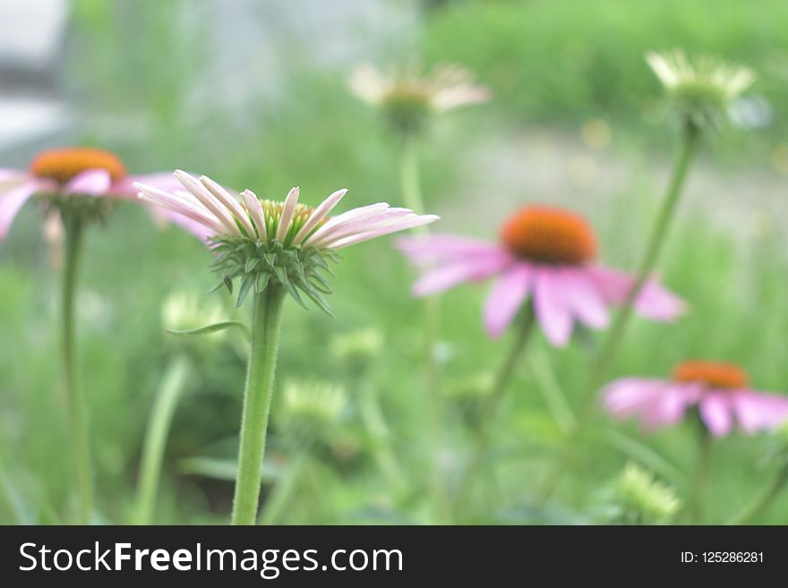 Close up of Coneflowers, colorful with beautiful pink petals growing on green grass and neutral green background. Close up of Coneflowers, colorful with beautiful pink petals growing on green grass and neutral green background