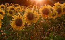 Field With Sunflower In Rays Of Setting Sun Stock Image Field With Sunflower In Rays Of Setting Sun Stock Image