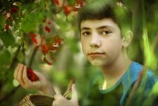 Teenager Boy Harvesting Black Currant With Basket Stock Photos