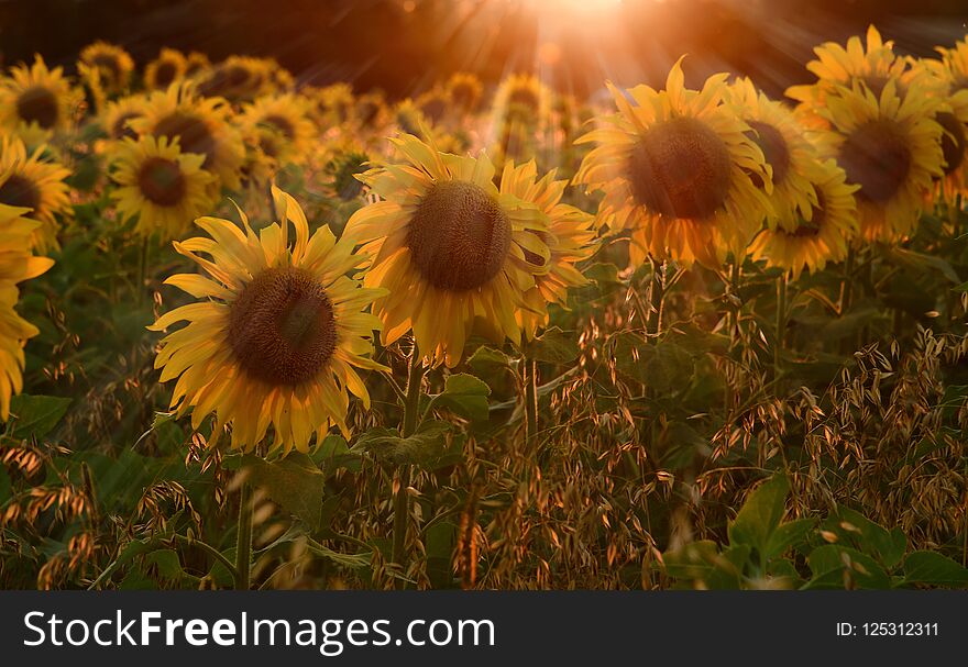 Field with sunflower In rays of setting sun