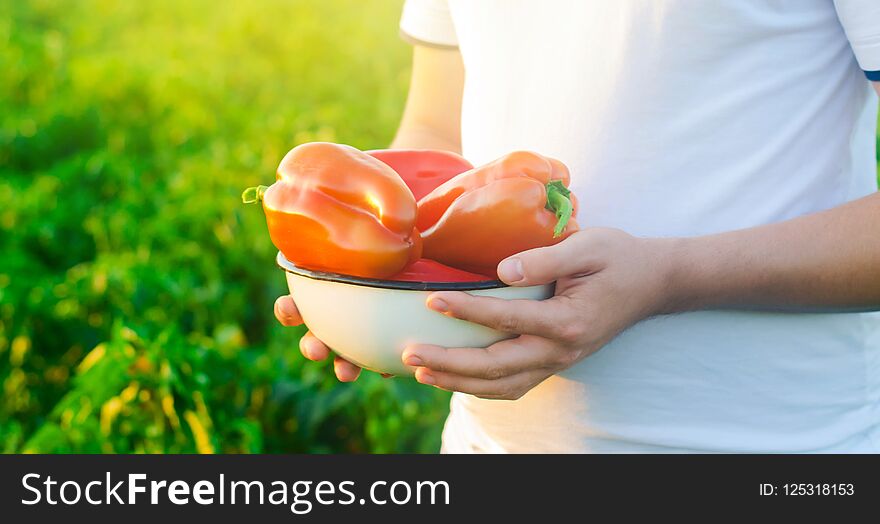 The farmer is holding pepper in his hands. harvesting. agriculture, farming. field. seasonal work. sunny day. healthy vegetables and food. selective focus