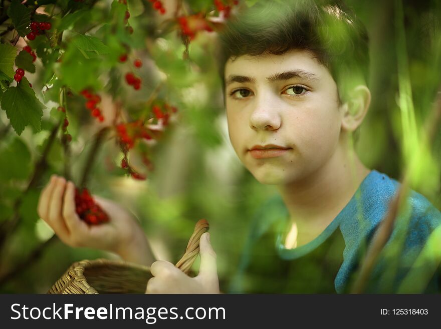 Teenager boy harvesting red currant with basket close up photo on green gardne background. Teenager boy harvesting red currant with basket close up photo on green gardne background