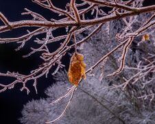 Iced Branches Of A Tree And Dry Lisite Covered With A Crust Of Ice. Royalty Free Stock Image