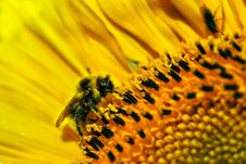 Big Bumblebee Pollinating A Sunflower In Summer Day Royalty Free Stock Image