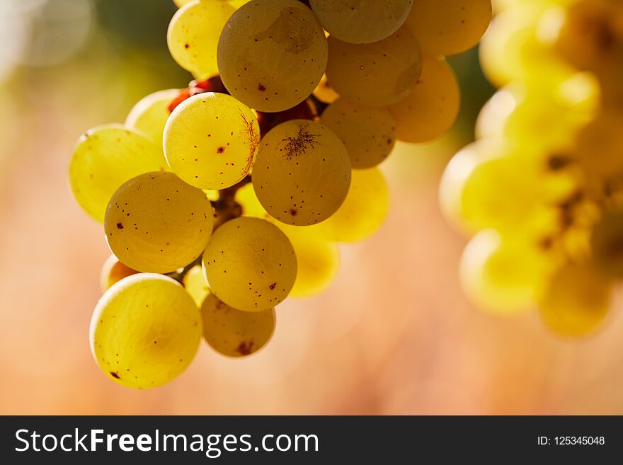 Close up of berries of yellow grapes grow