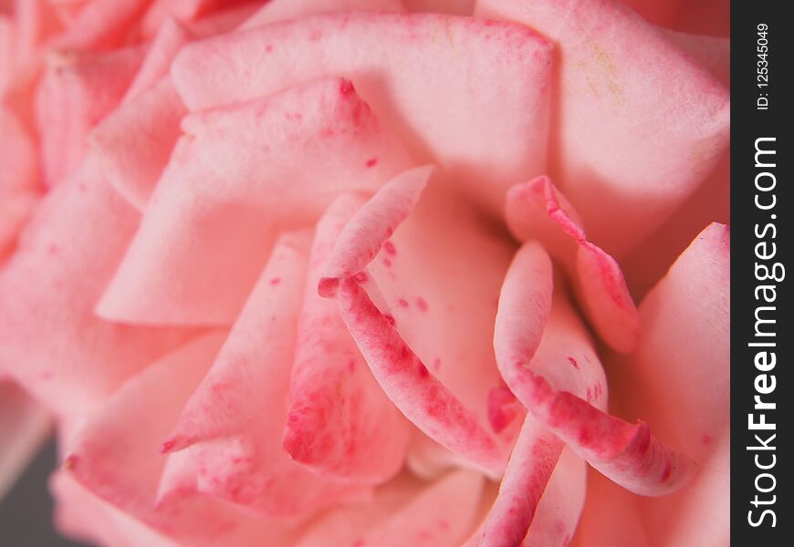 Close-up of rose Bud petals. Delicate pink petals.