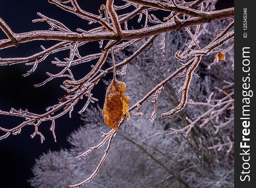 Iced branches of a tree and dry lisite covered with a crust of ice.