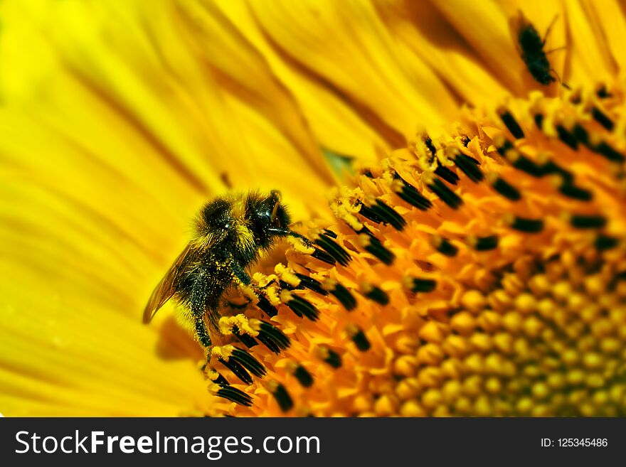 Bumblebee pollinating a sunflower in summer day close-up. Bumblebee pollinating a sunflower in summer day close-up
