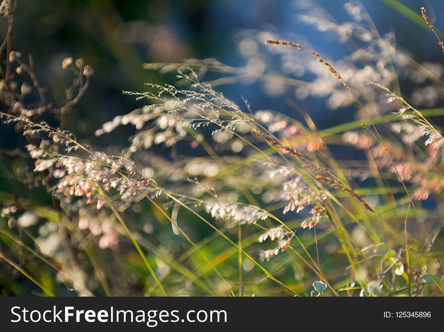 Tropical sea grass in clusters by the beach seeds on the top of the grass long green stems. Tropical sea grass in clusters by the beach seeds on the top of the grass long green stems