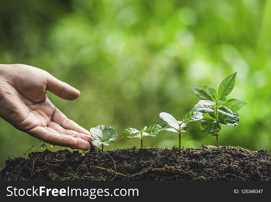 Plant a tree Watering In nature Hand Planting Plant a tree Watering In nature Hand Planting