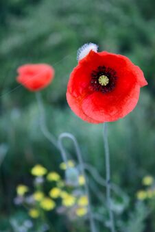 Poppy Flower In The Field. Royalty Free Stock Photos