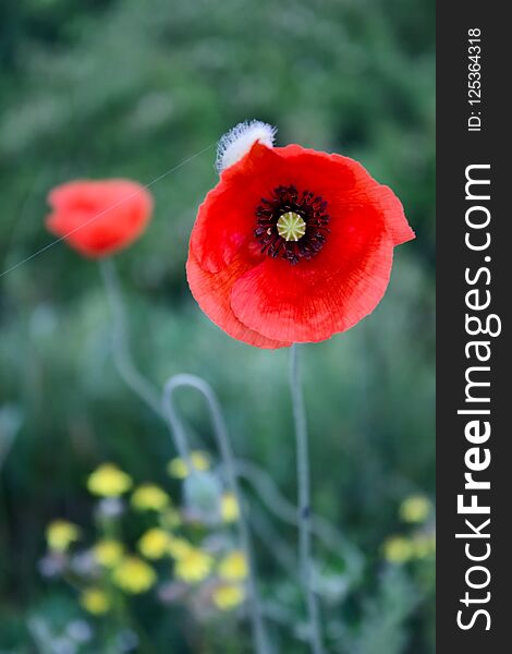 Red poppy flower on the blurried background of green grass. Red poppy flower on the blurried background of green grass.