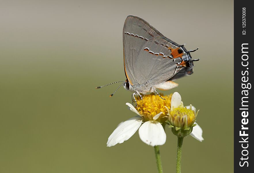 A beautiful little Gray Hairstreak butterfly on a small white flower on Jekyll Island in southern Georgia, USA.