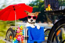 Dog On A Bike Trailer On Summer Vacation Royalty Free Stock Photos